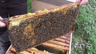 Bienen Durchsicht Nachzügler Schwächlinge Kalkbrut