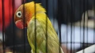 Suara Lovebird FIGHTER GADIS MUDA NGEKEK PANJANG TANPA PUTUS