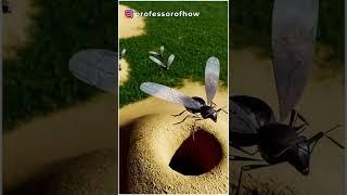 Ants Die After Mating! But Why? - By Kishor Singh #shorts