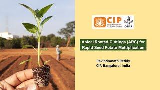 Apical Rooted Cutting (ARC) Technology for Seed Potato production - Nursery and Planting