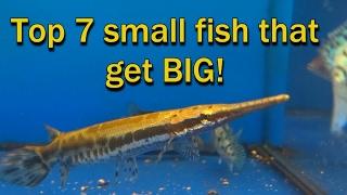 Top 7 small fish, that get really BIG!