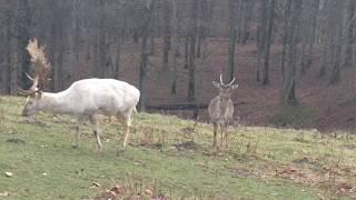 Faszination Weißer Hirsch, Albino Hirsch