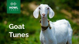 Goat Sounds Compilation: Understanding the Vocalizations of Goats