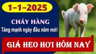 Giá heo hơi hôm nay ngày 1/1/2025 - Đầu năm đã khan hàng rồi