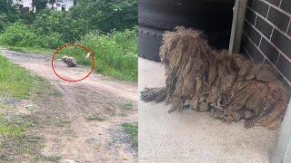 A dirty and smelly stray dog, he was looked down upon & disliked for long time, watch his transform!