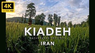 ASMR Nature and Jungle Sounds in Kiadeh, Mazandaran Province, Iran - GoPro HERO11