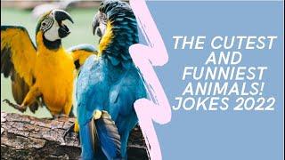 The cutest and funniest animals! Jokes 2022