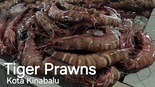 Pasar Ikan Kota Kinabalu udang harimau besar besar gaisFULLTOUR Market