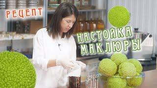 Настойка маклюры (Адамова яблока) рецепт