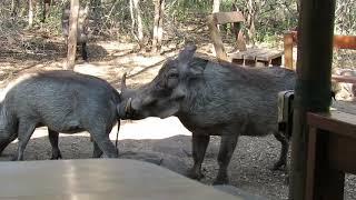 Warthog mating sounds and actions in the bush...