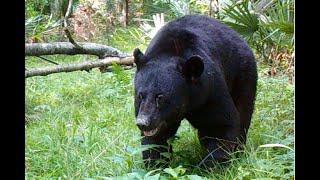 Trail Cam Video 2024, South Louisiana Public Land Swamp;  How Many Bears Are Too Many??