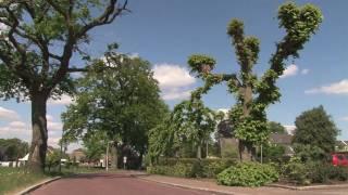 Lente! zomaar een straat in Hardenberg. (Heemse)