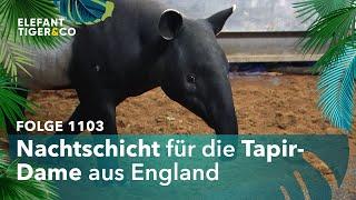 Nachts aktiv … (Folge 1103) | Elefant, Tiger & Co. | MDR