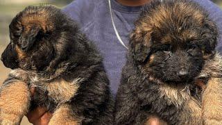 German Shepherd longcoat Pink-pedigree Puppies | GSD Pakistan