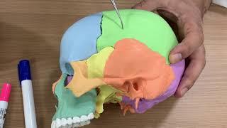Norma of skull