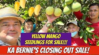 SWEET YELLOW MANGO SEEDLINGS FOR SALE AT KA BERNIE’S ORCHARD!