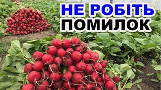 Коли краще посіяти редиску ? ВАЖЛИВІ ПОРАДИ