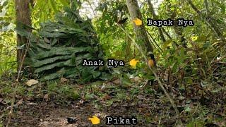 GAK LAMA || LANGSUNG DATANG 2 EKOR SEKALIGUS