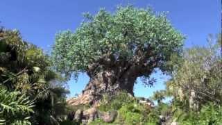 Disney's Animal Kingdom 2013 Tour and Overview - Walt Disney World HD