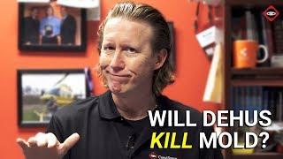 Will A Dehumidifier Kill Mold? | How To Kill Mold In Crawl Space | Mold Remediation