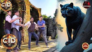 क्या हुआ जब खुखार बाघ ने किया CID Team पर हमला ? CID सीआईडी | Crime Show | Latest Episode