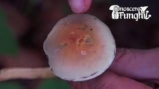 Conoscere i Funghi: Hypholoma fasciculare [ VELENOSO ]