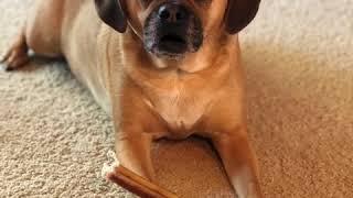 Georgie Puggle means business!