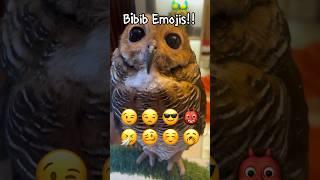 Owl Emoji Challenge!! #animals #funnyvideo #cute #funny #owl #pets #funnyanimals #emojichallenge