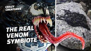 Did They Find the Real-Life Venom?