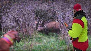 Achtung, Sau gestellt! Drückjagd mit Drohne, Sau wird von Hundeführer gestellt! DJI Mavic 3 Thermal