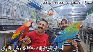 أسعار الببغاوات المتكلمات في العراق |بغداد  مشتل الأسطورة حماده المختار ٢٢ يونيو ٢٠٢٣