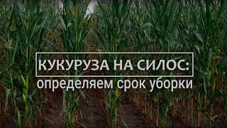 Кукуруза на силос - определяем срок уборки