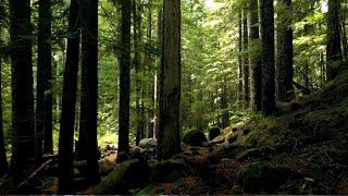 RELAXING FOREST BIRDSONG NATURE SOUNDS FOR DEEP MEDITATION AND RELAXATION