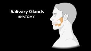 Minor & Major Salivary Glands (Parotid, Submandibular, Sublingual) Anatomy