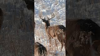 Late Season MEGA BUCK Incoming!