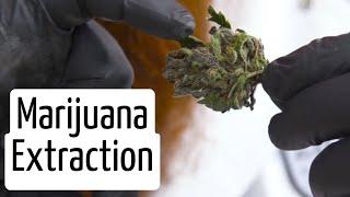 Cannabis Extraction Process in Detail | Discover Marijuana