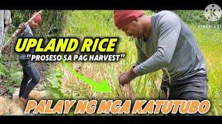 UPLAND RICE PAANO MAG HARVEST ANG MGA KATUTUBO DITO SA BUNDOK #pugongbyahero #pbteamdavao #katutubo