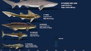 The Top 10 Prehistoric Sharks