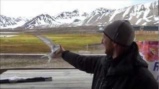 catching arctic terns