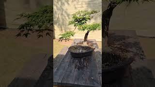 Murasaki Kiyohime Japanese Maple Bonsai #bonsai #japanesemaplebonsai #japanesemaple