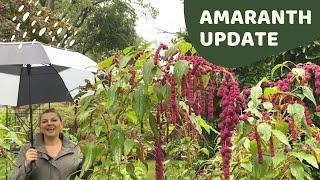  Amaranth Update ~ Y Garden 