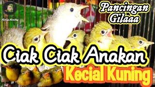 Ciak ciak anakan buat kecial kuning jantan & betina langsung agresif