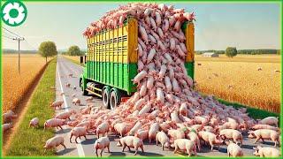 Transporting Pig This Way - Farmers Raising Millions of Pig - Agriculture Technology