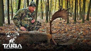 Peak Rut Fallow Bucks in Legendary Hungary