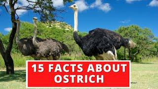 15 Interesting Facts About Ostrich