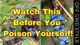 Foraging? Watch This Video Before You Poison Yourself!