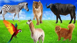 Amazing Animal Sounds In Nature - Lion, Zebra, Buffalo, Duckling, Chick's, Llama, - Wild Animals.