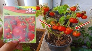 COMO PLANTAR TOMATE CEREJA EM VASO (INÍCIO,MEIO,FIM)