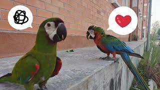 Long Flight - Chestnut Fronted Macaw X Harlequin Macaw (Total 7 minutes duration)