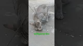 wild cat glue trap